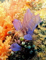 sea nettles and squirts 