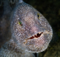 Wolf Eel
 
