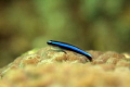 Neon Goby on Great Star Coral on the Ledge of Turtles off the beach in Fort Lauderdale. 