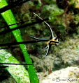 Post larval High Hat (Pareques acuminatus) seeking shelter in the spines of a long-spined sea urchin (Diadema antillarum); Utila, Honduras 