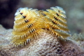 Christmas Tree Worms on coral at the Ledge of Turtles off the beach in Fort Lauderdale 