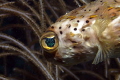 Balloonfish on the Ledge of Turtles off the beach in Fort Lauderdale. 