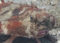 Batfish face... 