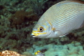Yellow Chub on the Ledge of Turtles off the beach in Fort Lauderdale. 