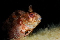 parablennius gattorugine 
