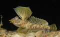 Male Lancer's Dragonet in Full Sail 