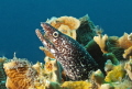 Moray posing 