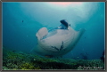 Manta Ray 