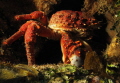 King Crab 