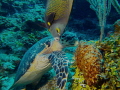 Dinner companions. An angelfish enjoys a meal with Turtle, SeaLife DC1400, Roatan, West End Marine Park' 