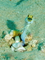 Came across this Yellowhead Jawfish with his mouthful of eggs and was able to revisit him on his next egg cycle (8 days after a full or new moon). Actually take off of Bonaire which is not included in the above choice of countries??? 