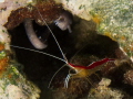 Scarlet Cleaner Shrimp and friend found living in a rusting pipe.

 