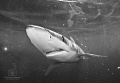 "comin' through!" - visibility drops with the waning sun and the heavily dispersed chum, but there are still a few curious blue sharks (Prionace glauca) willing to stick around and play; Nikon D300 in Aquatica, Nikkor 10.5 fisheye, dual S&S YS90's. 