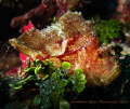 Leafe Scorpionfish 