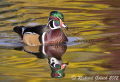 Wood Duck Drake reflection-Colorado 