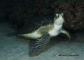 "Green Turtle Attitude" at 75 Ft along the Juno Beach, FL reefs. 
