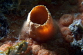 Red Boring Sponge at the Fish Camp Rocks off the beach in Fort Lauderdale. 