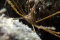 Yellowline Arrow Crab on the Fish Camp Rocks off the beach in Fort Lauderdale. 