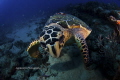 "Hawksbill Turtle Personal Space Issue" along the reefs of Juno Beach, FL at about 70 feet. 