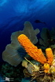 Seafan and sponges 