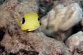 Juvenile bluestripe butterfly fish 