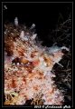 Octopus vulgaris 