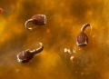Juvenile Lumpsuckers.  About .5 cm long!
Puget Sound, WA, U.S.A. 