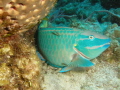 Queen Parrotfish at cleaning station 