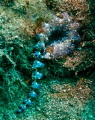 Blue Dragon nudibranch.  Big Island, Hawaii. 