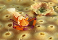 pereclimenes imperator 