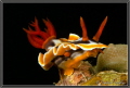 Nudi at One to Two, Yap Island, Micronesia 