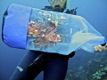 Lionfish ...it's what for dinner...
The Lionfish was captured by a dive master on Bonaire as part of the STINAPA program to control these "invasive reef rats"... 
STINAPA is the oldest reef conservation organization in the Caribbean.... 