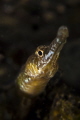 Bay Pipe Fish - Puget Sound Seahorse 