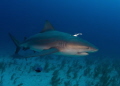 Bull shark with a bit of unwanted jewelry. 