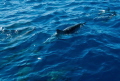 Spinner dolphins leading the dive boat.  Big Island, Hawaii. 