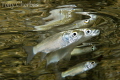 Silver and Gold in Synch (no crop) 