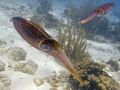 reef squid  dancing 