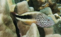 Blackside Hawkfish Maui Hawaii 