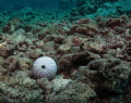 Urchin shell.  Big Island, Hawaii. 