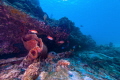 The wreck of the Berwyn had many different fish and is covered in corals. 