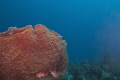 black bar soldier fish and barrel sponge 