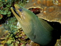 green moray 