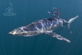 An inquisitive blue shark (Prionace glauca), off the coast of Rhode Island, and he brought a couple of little friends too. Nikon D300 in Aquatica, Nikkor 10.5mm fisheye, Sea & Sea YS90 strobes. 