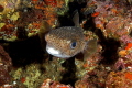 Puffer against the colorful Hawaiian reef.
 