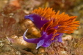 Glowing on the reef. A spanish shawl nudibranch, common in california, can still make a brilliant image. Shot with a canon digital rebel and 60mm macro in an ikelite housing with dual DS51 strobes. 