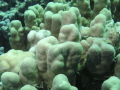 not sure what coral but took at about 10m 