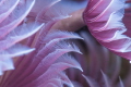 Feather duster worms.  Nikon 105 mm and SubSea 5X diopter. 