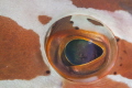 Nassau grouper eye.  Nikon 105 mm and SubSea 5X diopter. 