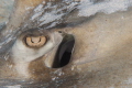Southern Stingray eye. 