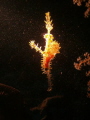 I found this Ornate Ghost Pipefish under a ledge in the dark. The lighting comes from a torch and hit the fish in a breathtaking way - despite the illumination of the food he was eating. ISO: 200; f/6.5; Exp. 1/60 sec 
